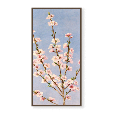 桃花朵朵 | 手繪油畫